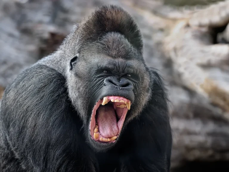 Gorilla bite force
